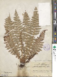 Polystichum braunii image