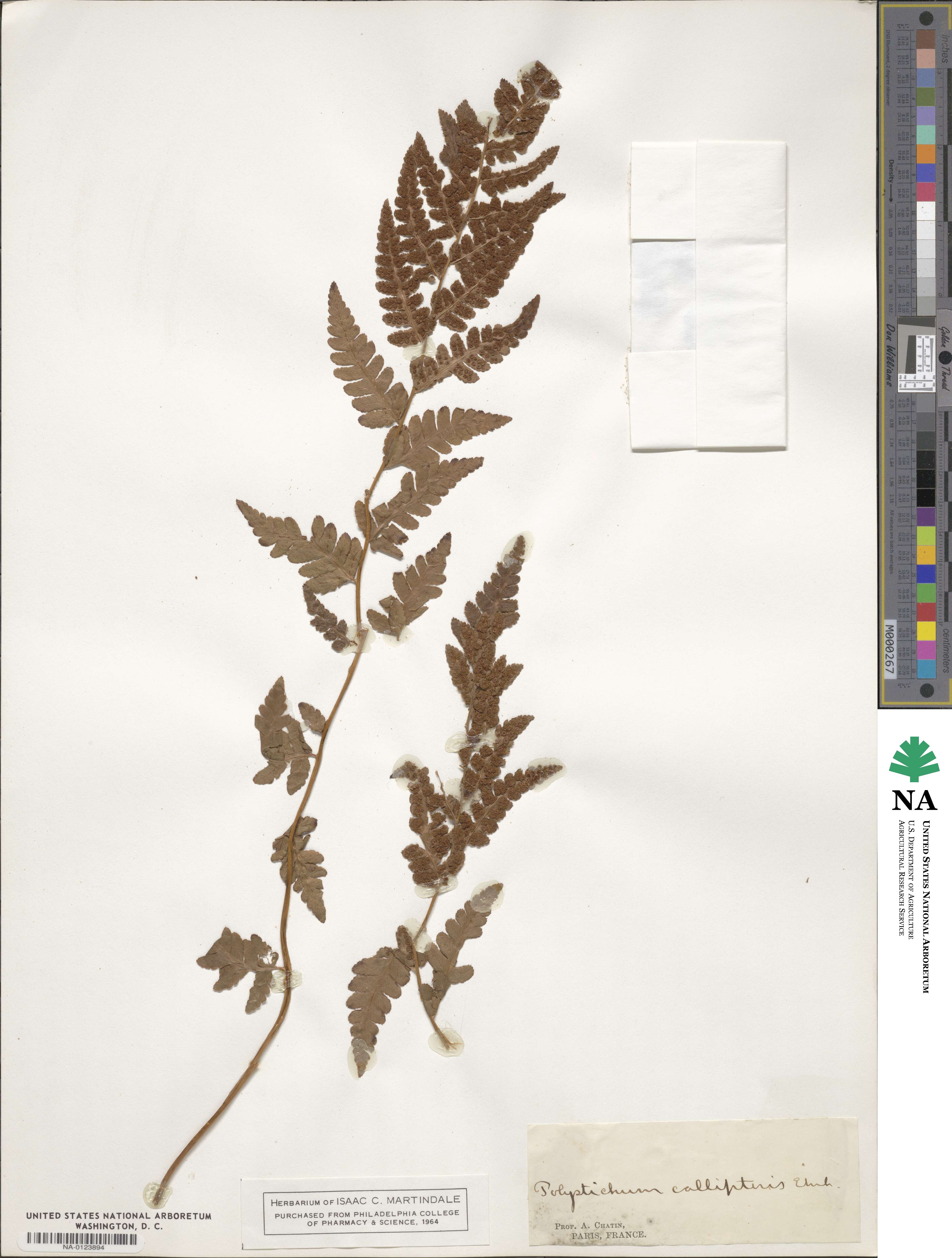 Polystichum callipteris image