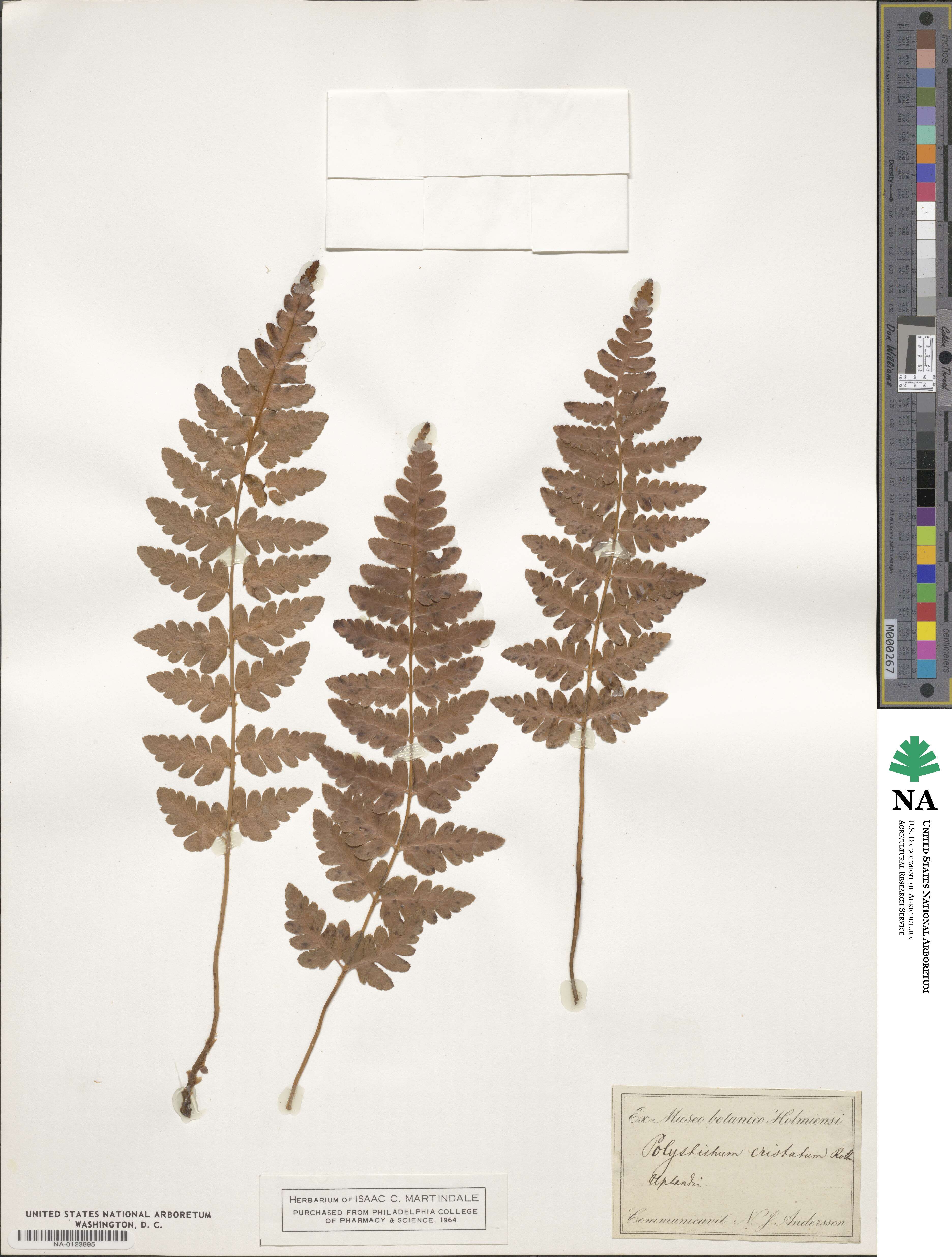 Dryopteris cristata image