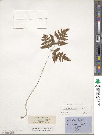 Gymnocarpium dryopteris image