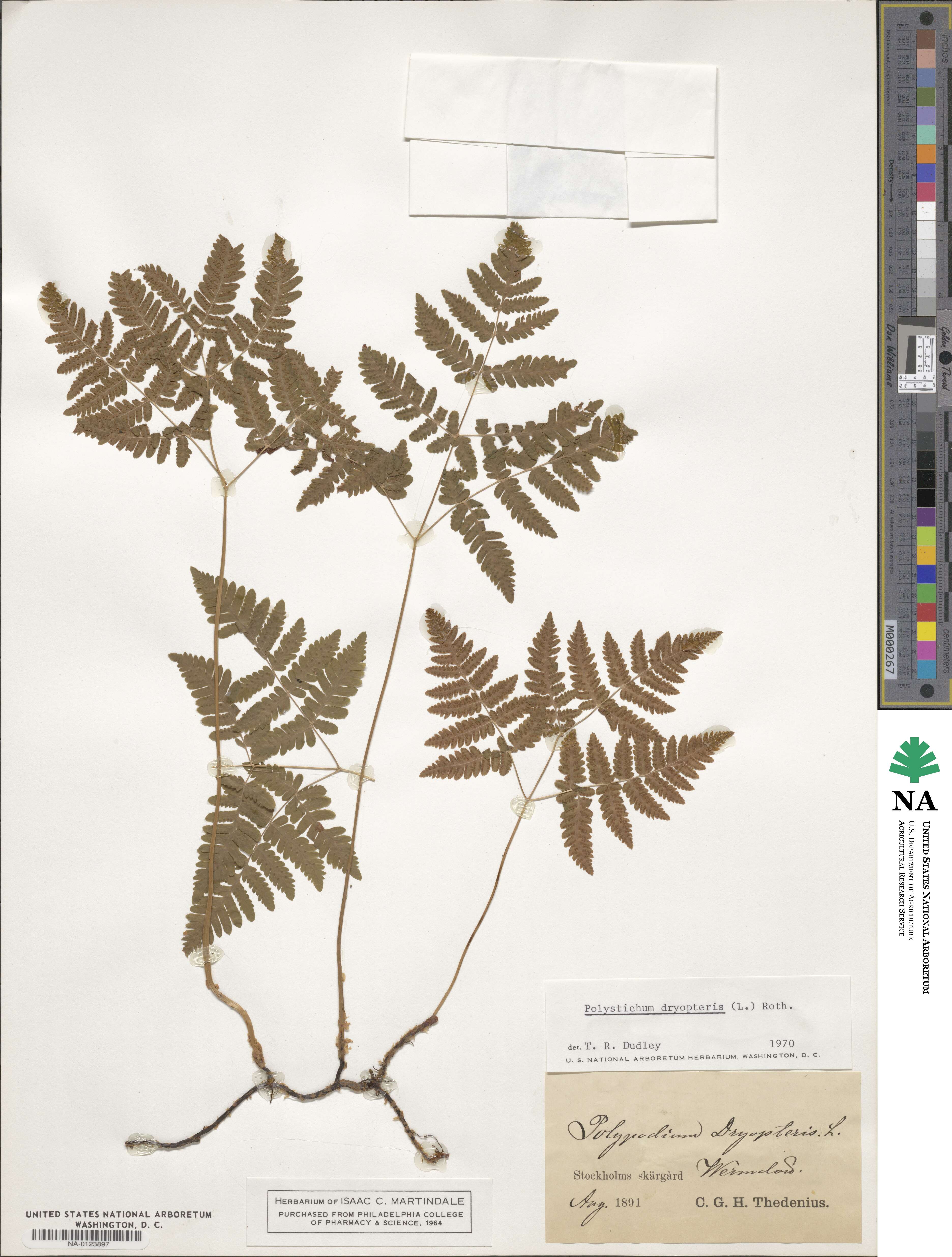 Gymnocarpium dryopteris image