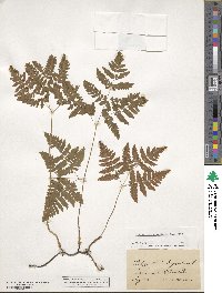 Gymnocarpium dryopteris image