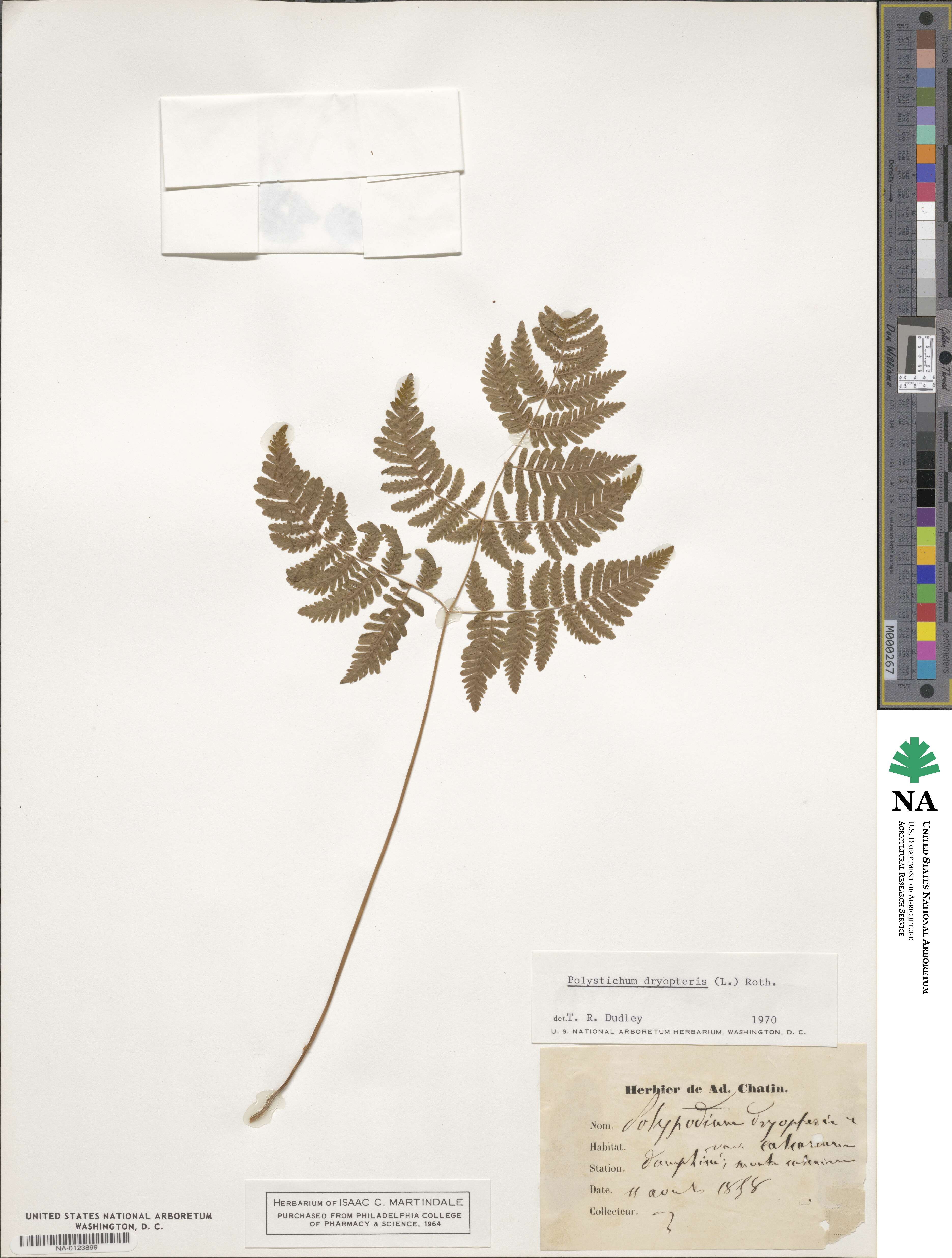 Gymnocarpium dryopteris image