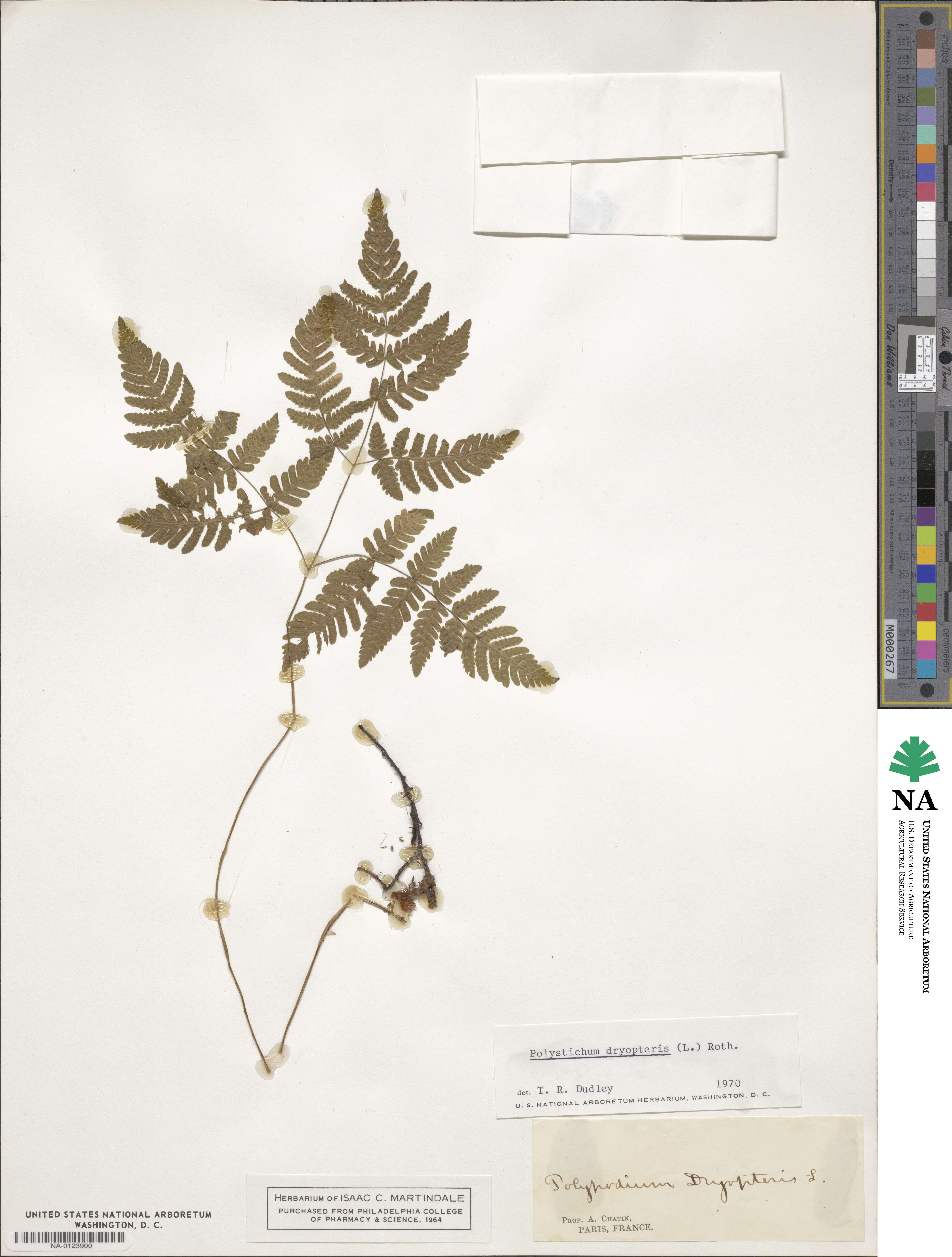 Gymnocarpium dryopteris image