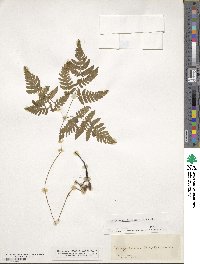 Gymnocarpium dryopteris image