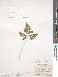 Gymnocarpium dryopteris image