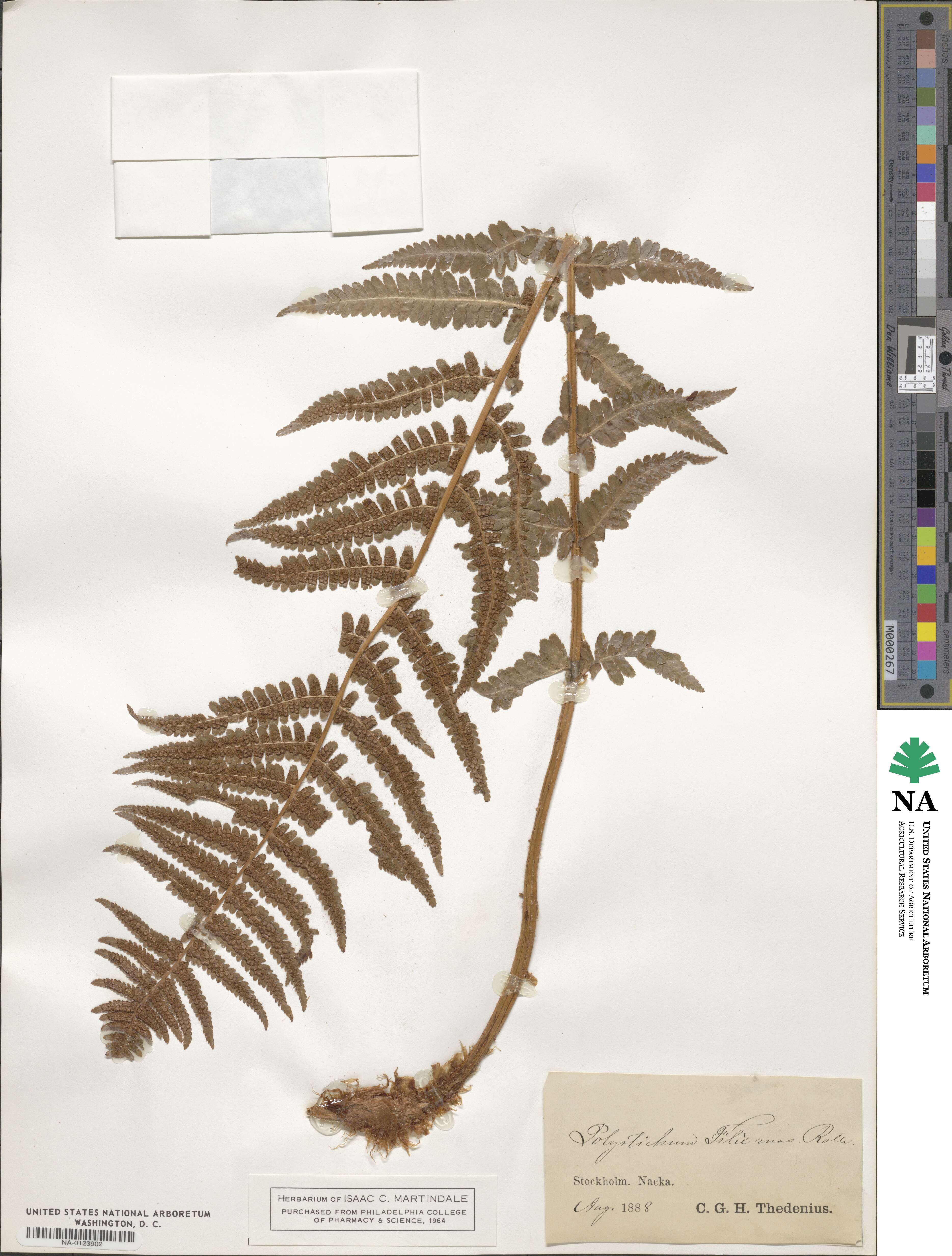 Dryopteris filix-mas image