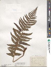 Dryopteris filix-mas image