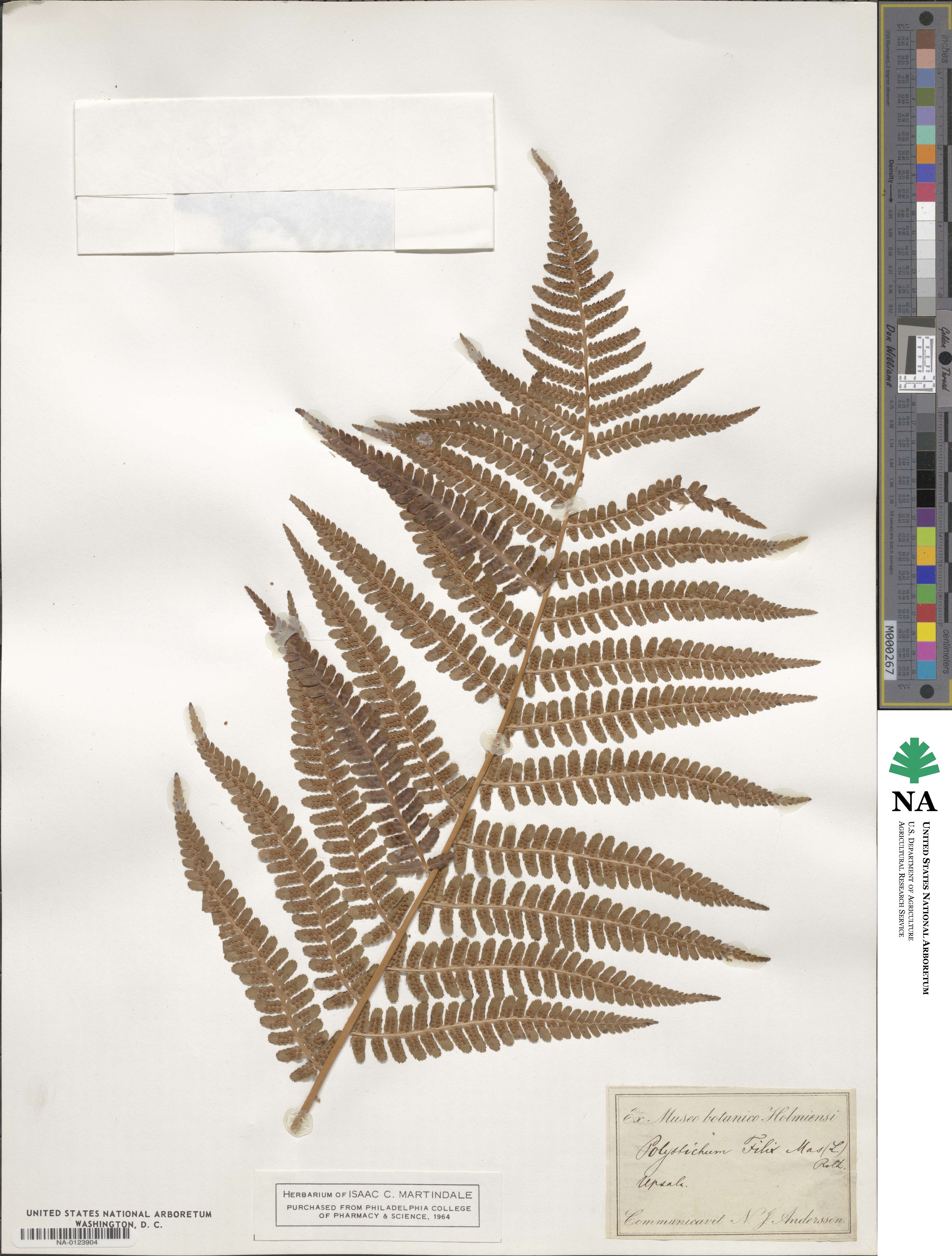 Dryopteris filix-mas image