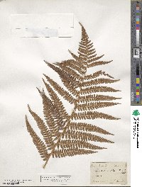 Dryopteris filix-mas subsp. filix-mas image