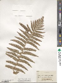 Dryopteris filix-mas image