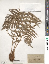 Dryopteris filix-mas image