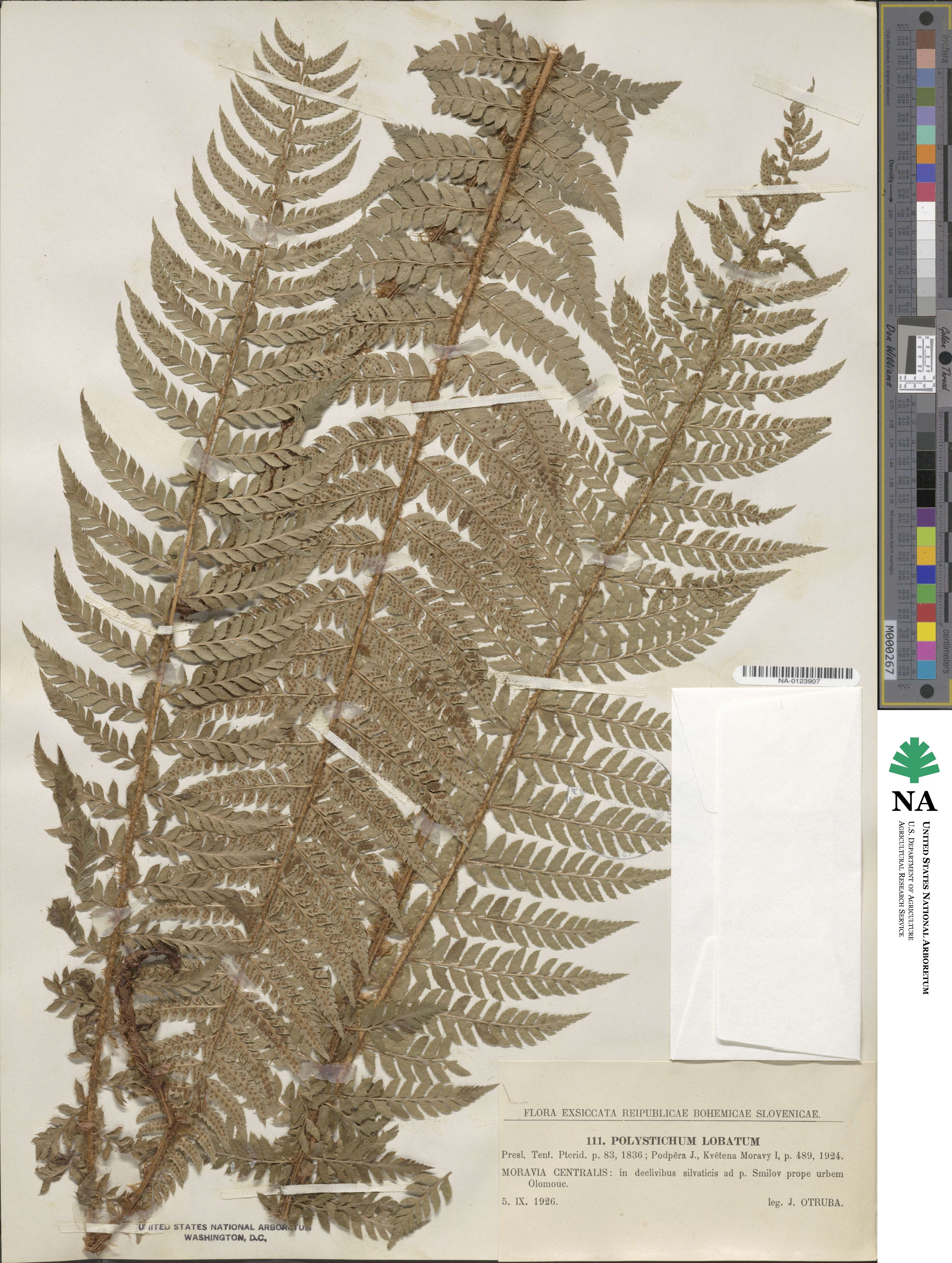 Polystichum aculeatum image