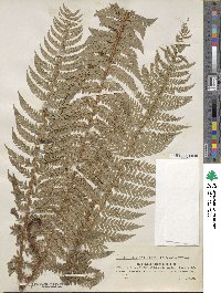 Polystichum aculeatum image