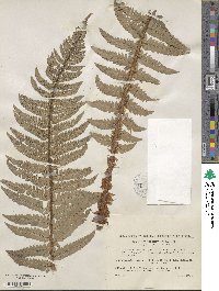 Polystichum aculeatum image