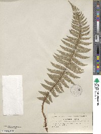 Polystichum aculeatum image