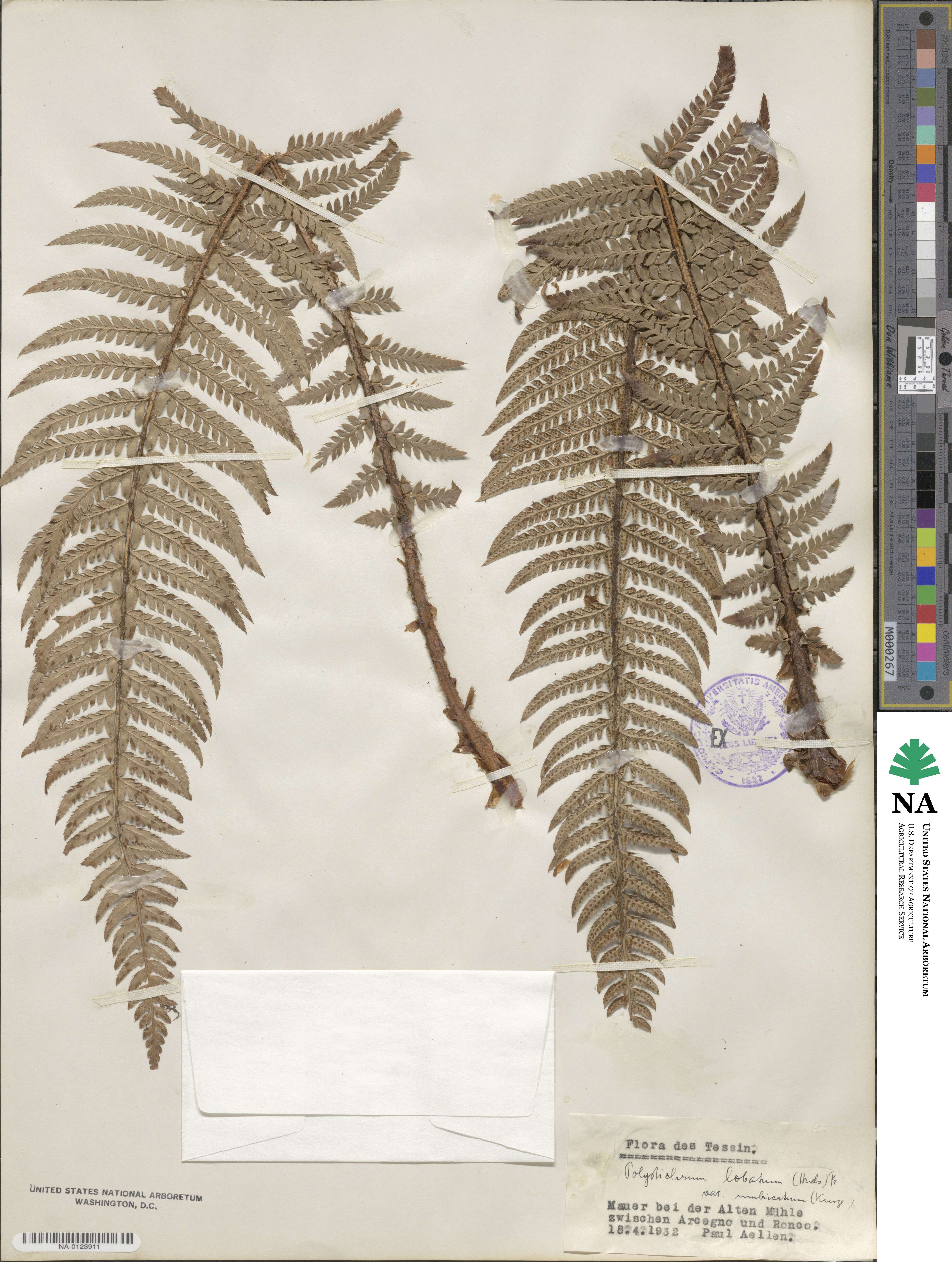 Polystichum aculeatum image