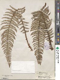 Polystichum aculeatum image