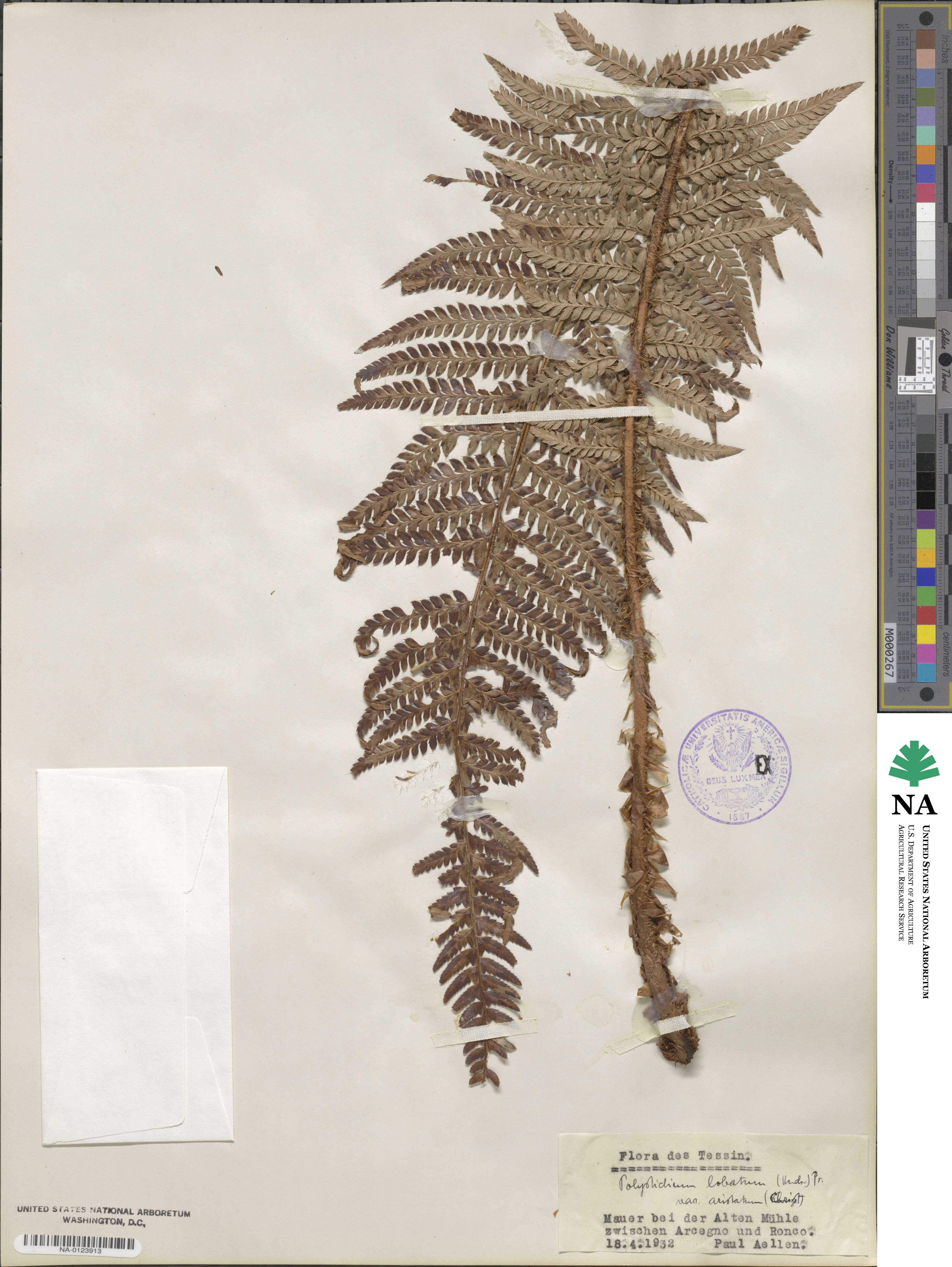 Polystichum aculeatum image