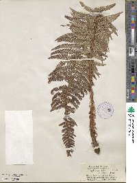 Polystichum aculeatum image