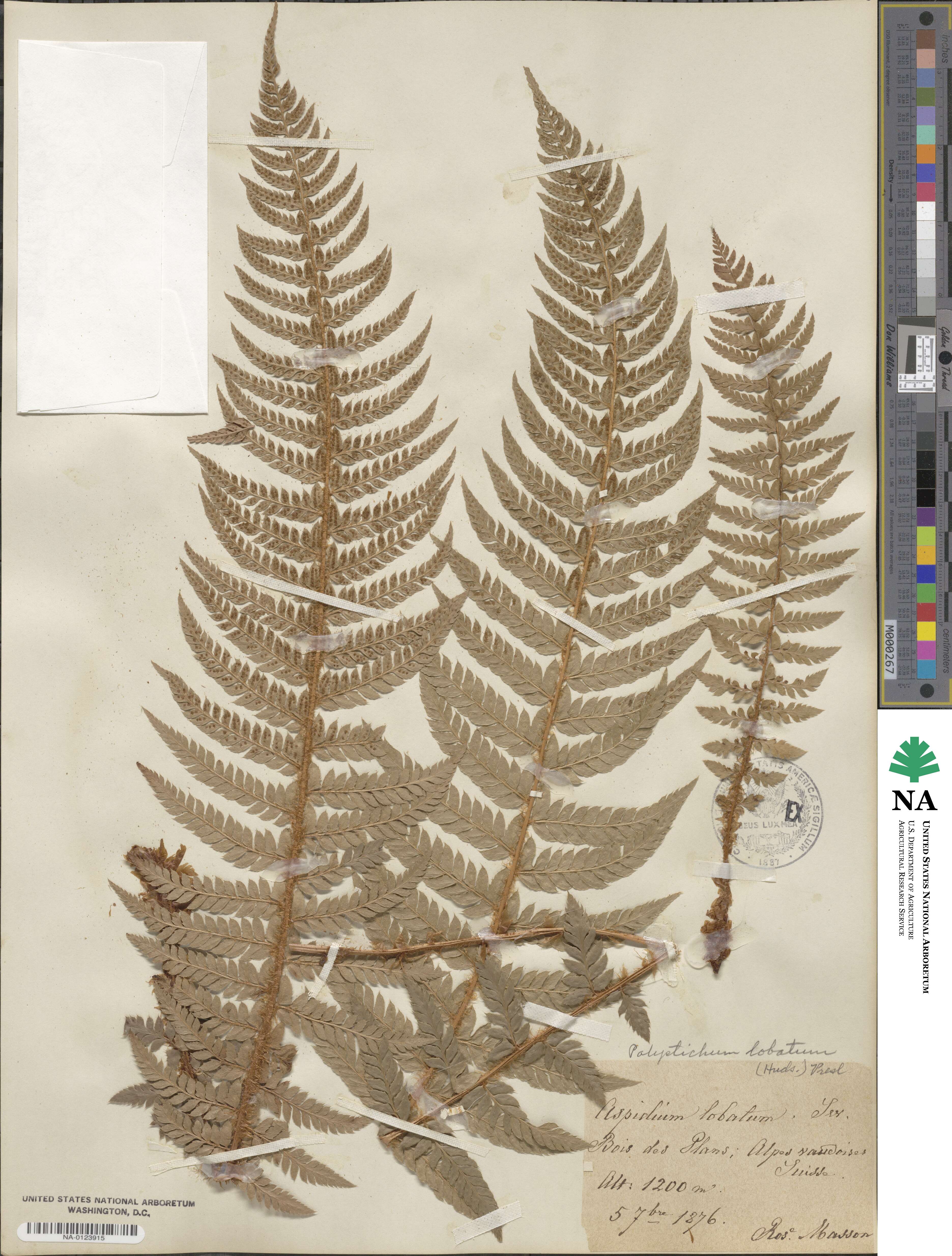 Polystichum aculeatum image