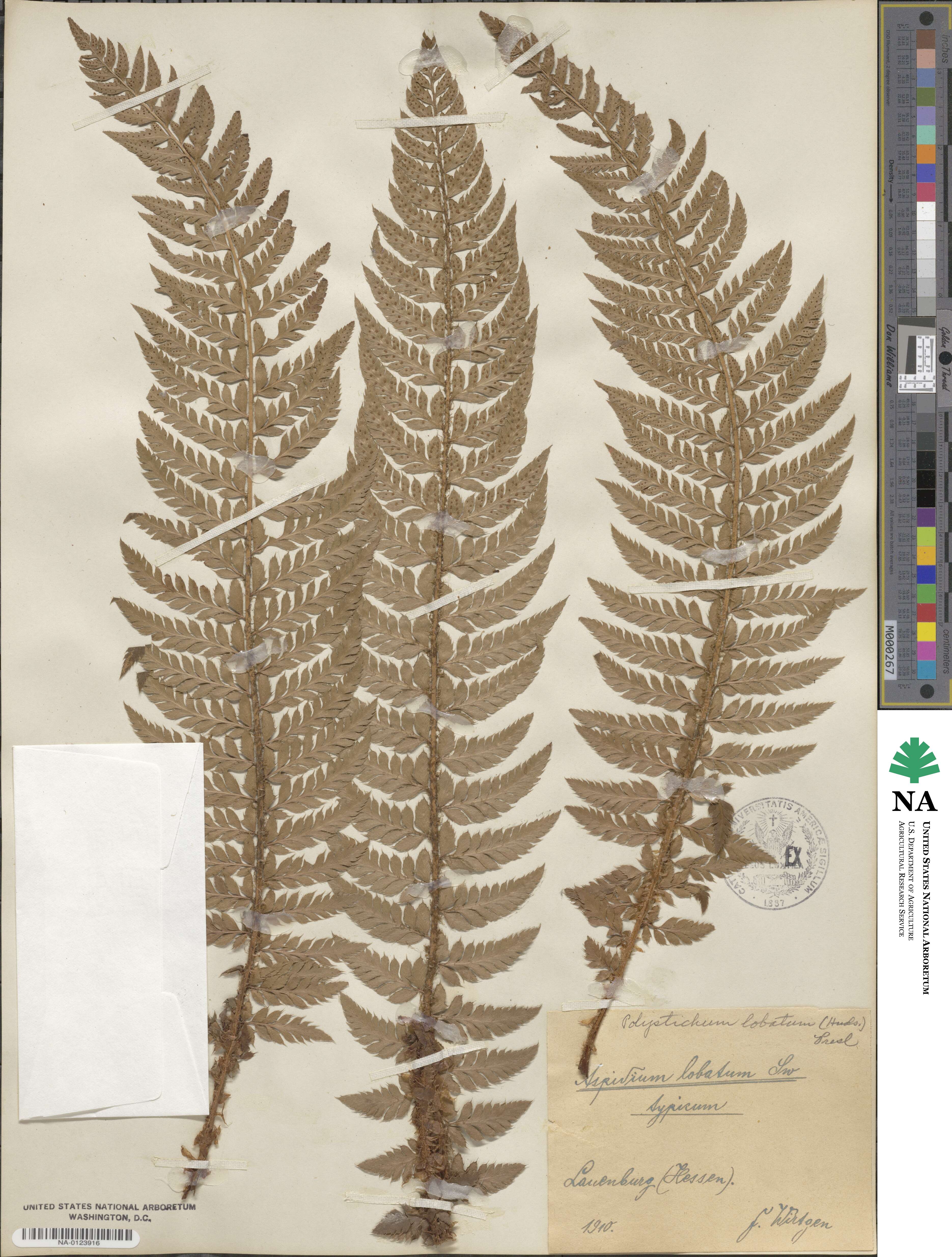 Polystichum aculeatum image