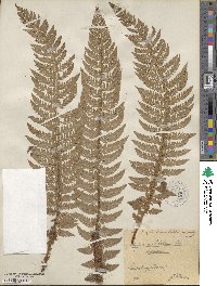 Polystichum aculeatum image