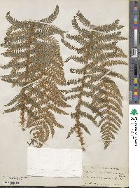 Polystichum aculeatum image