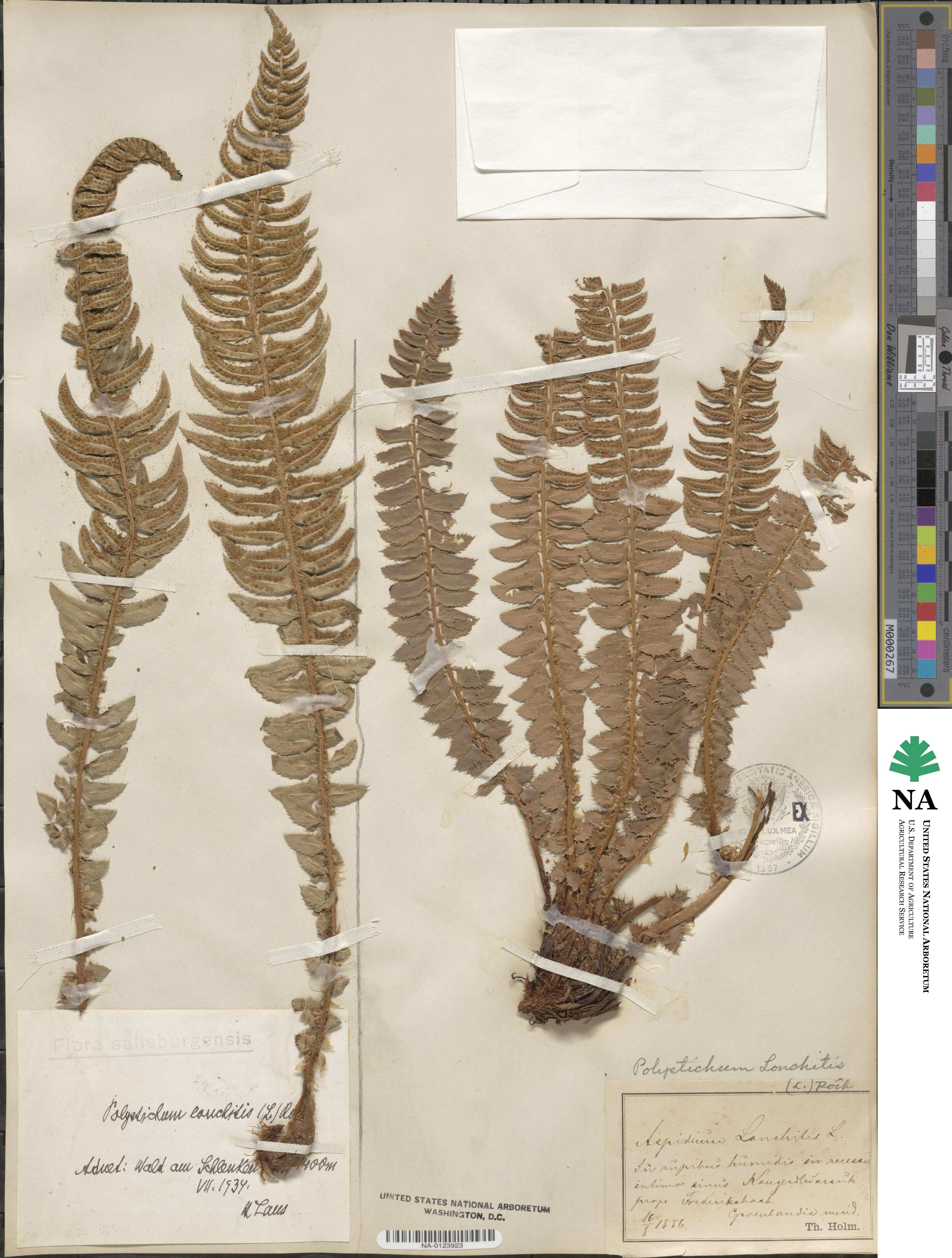 Polystichum lonchitis image