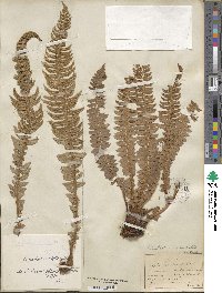 Polystichum lonchitis image