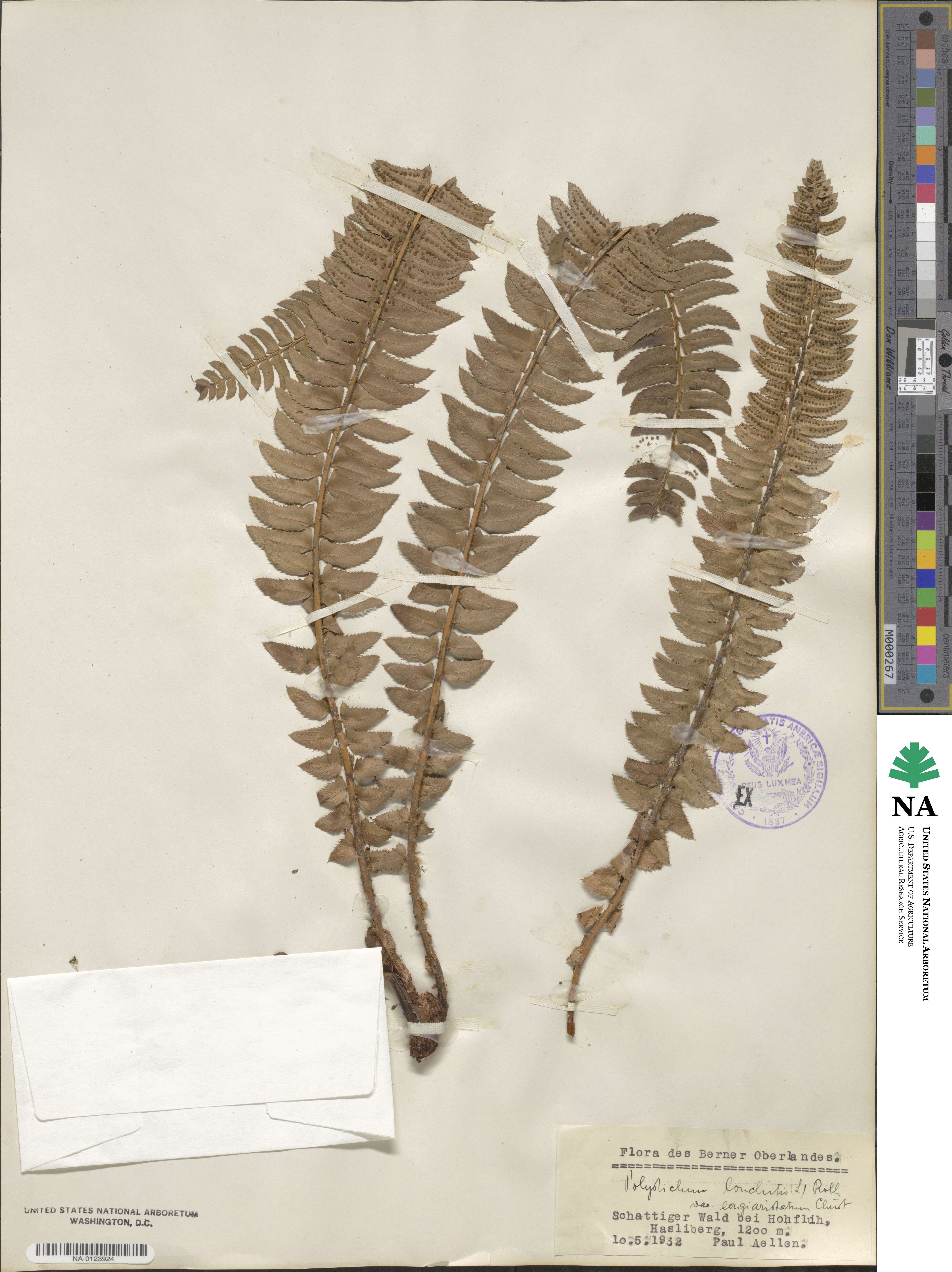 Polystichum lonchitis image