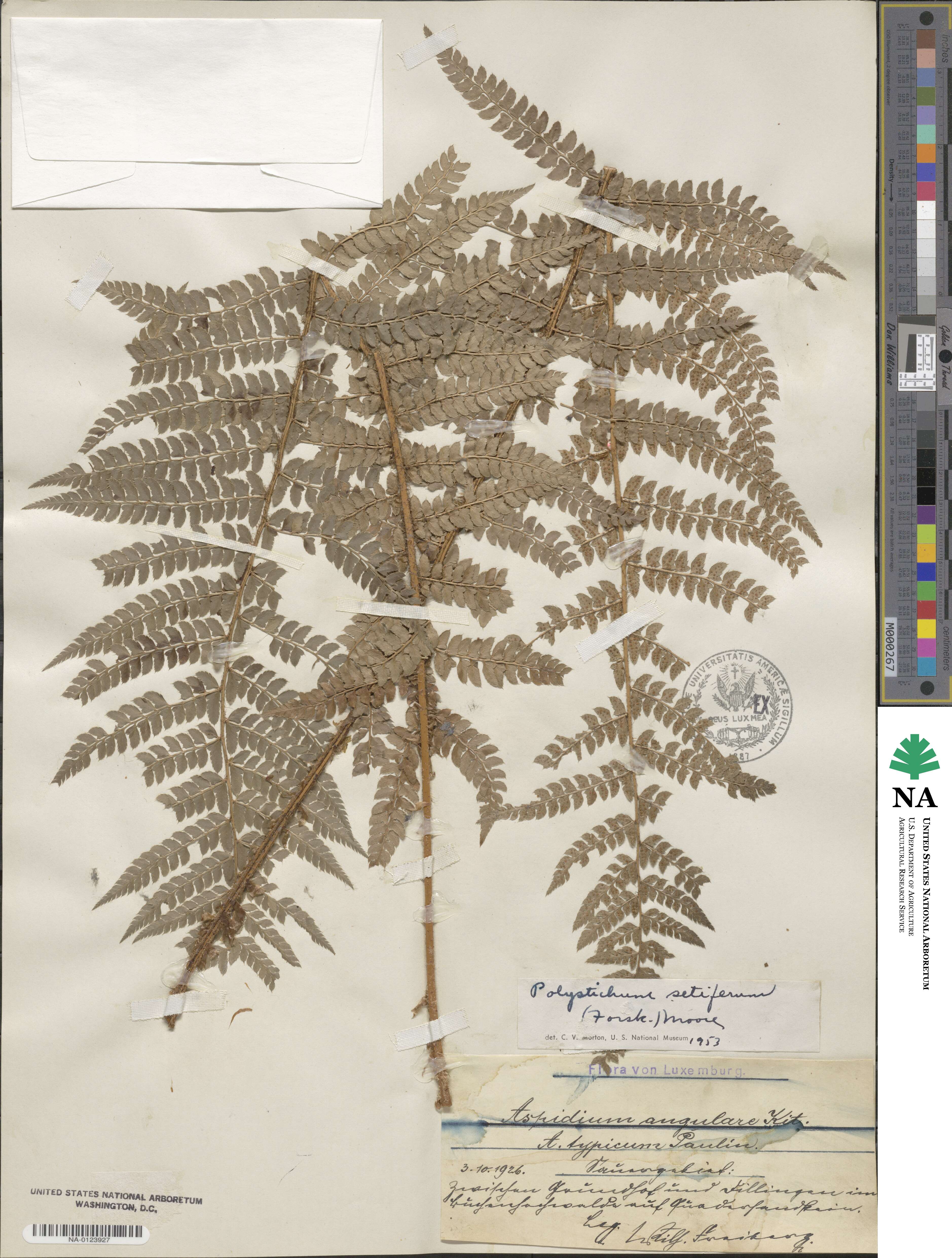 Polystichum setiferum image