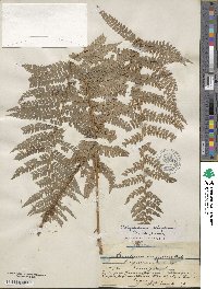 Polystichum setiferum image