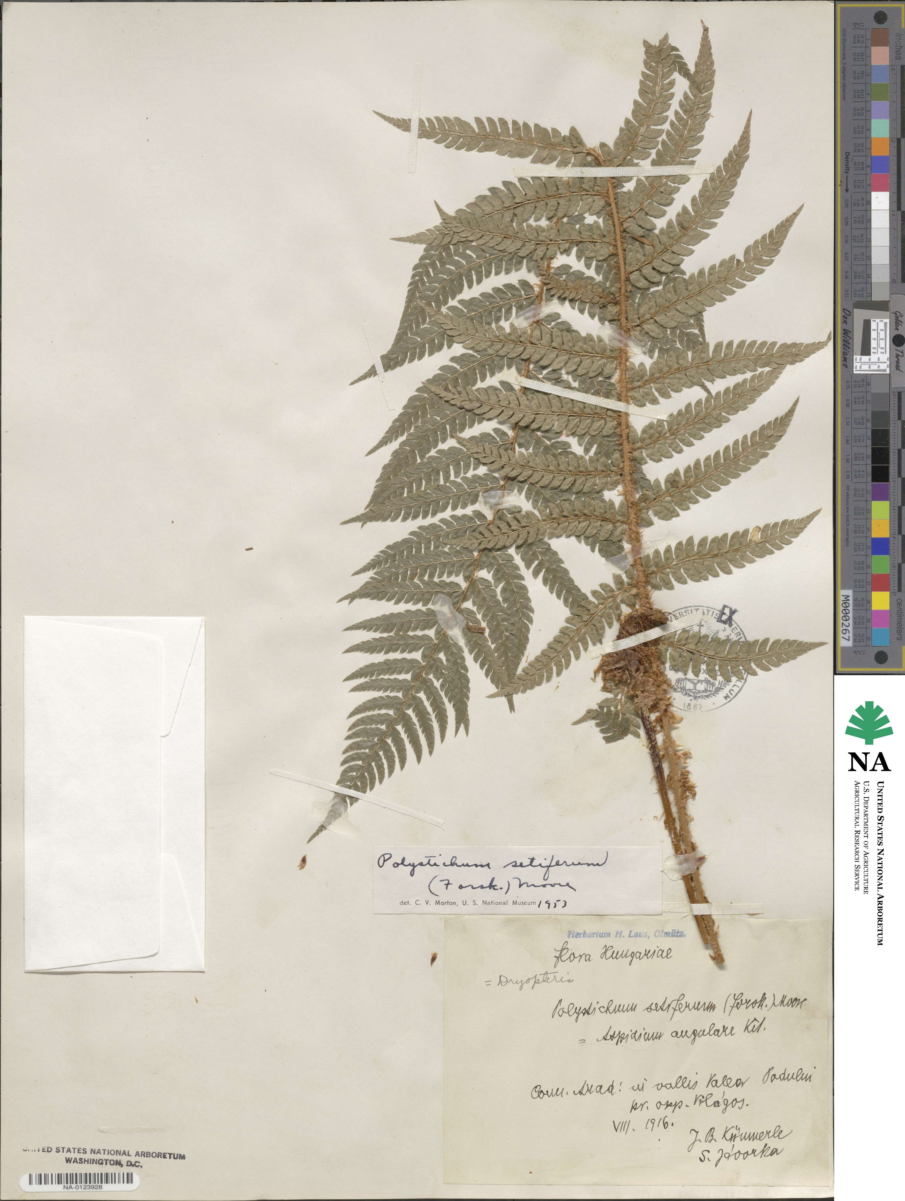 Polystichum setiferum image
