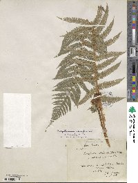 Polystichum setiferum image