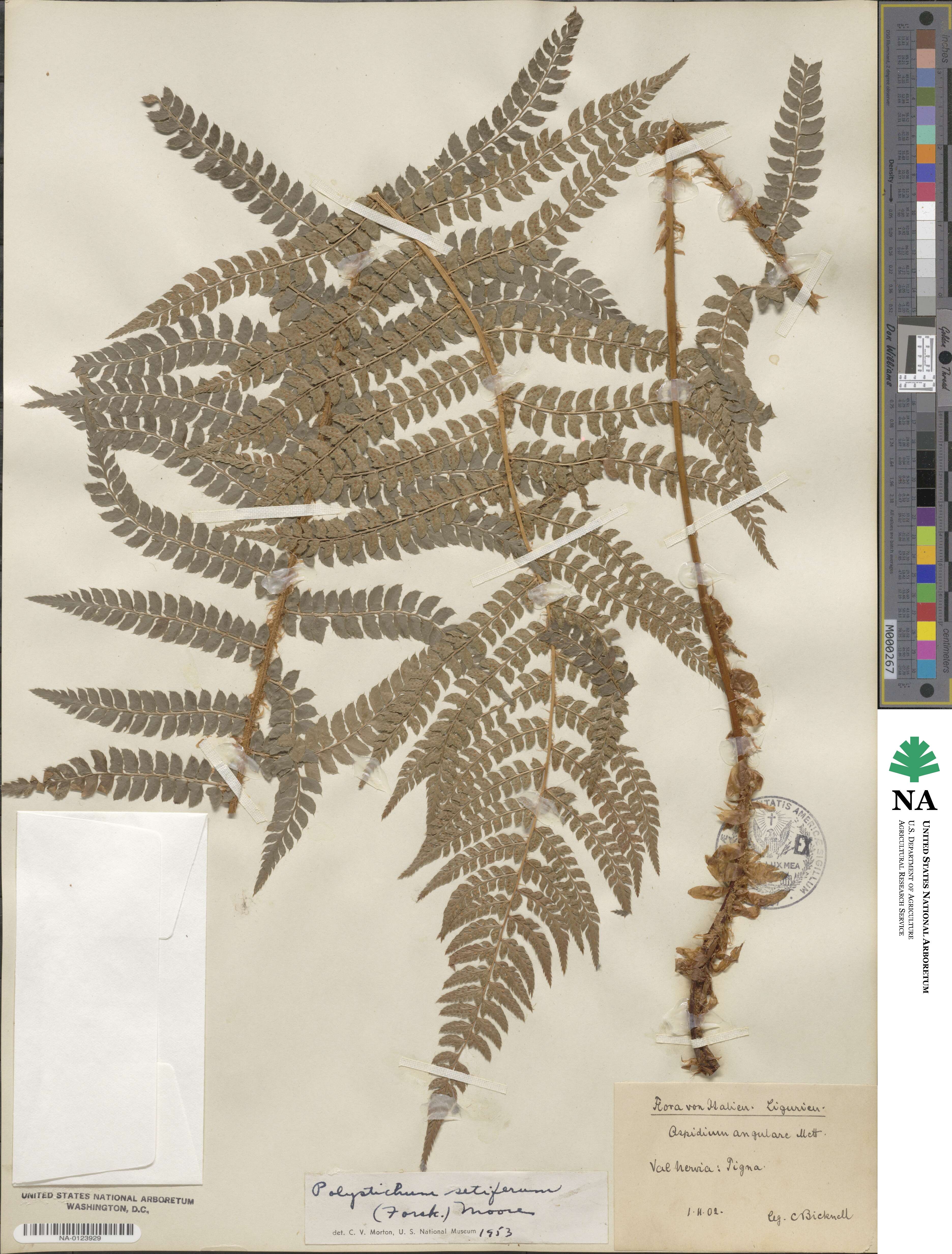 Polystichum setiferum image