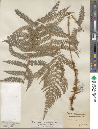 Polystichum setiferum image