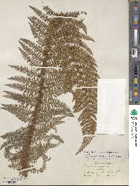 Polystichum setiferum image