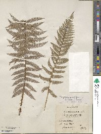 Polystichum setiferum image