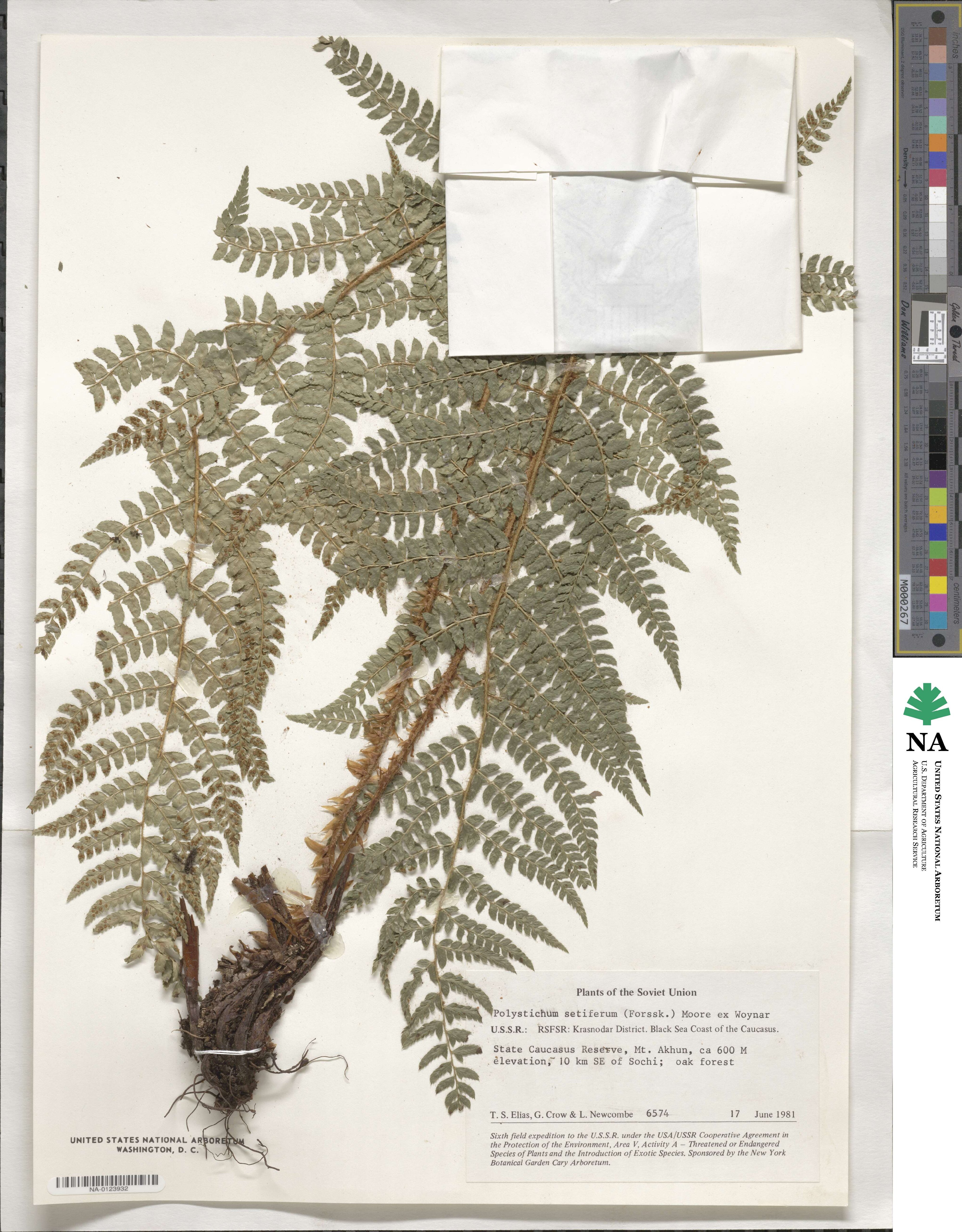 Polystichum setiferum image