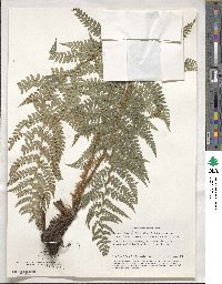 Polystichum setiferum image