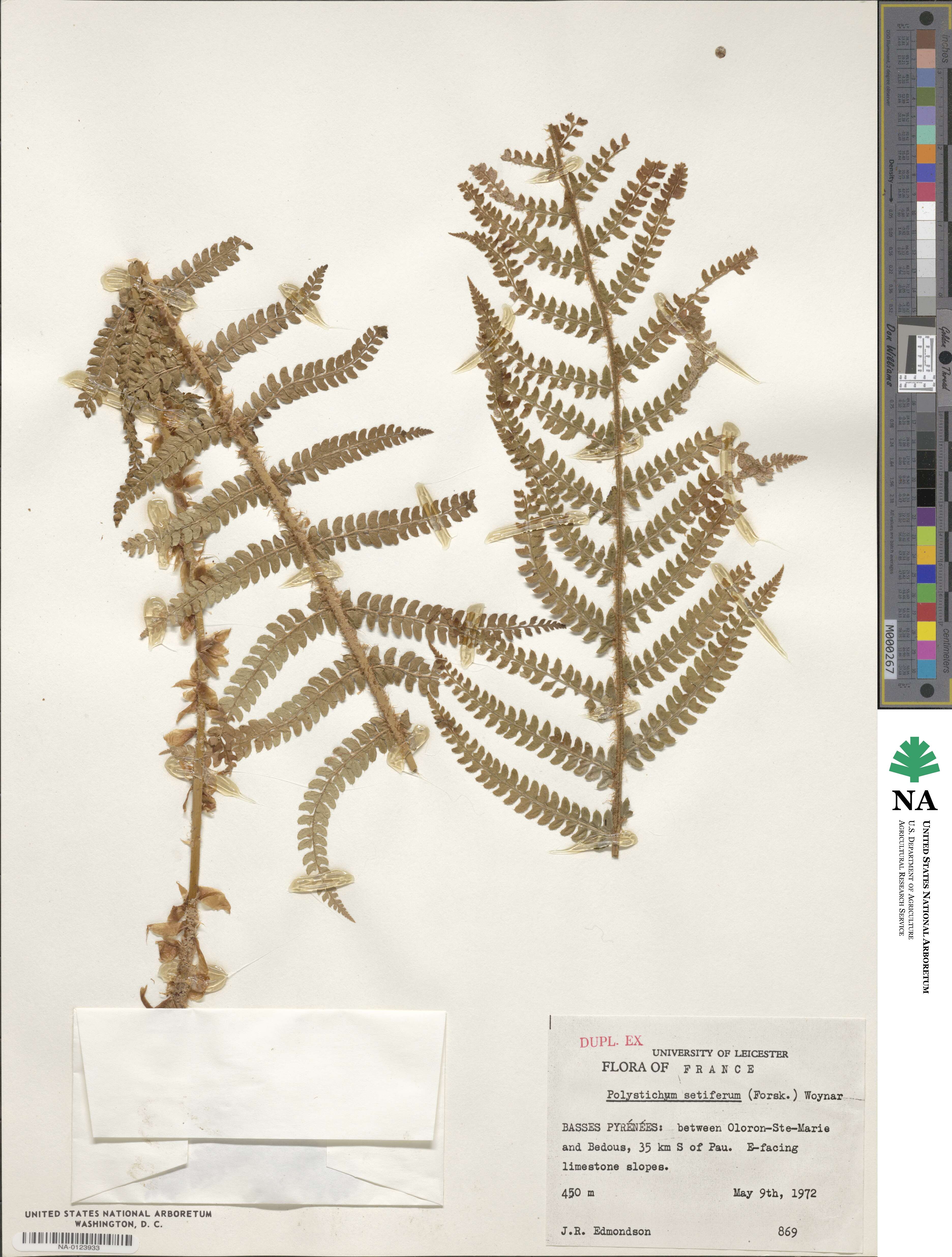 Polystichum setiferum image