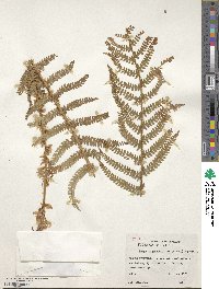 Polystichum setiferum image