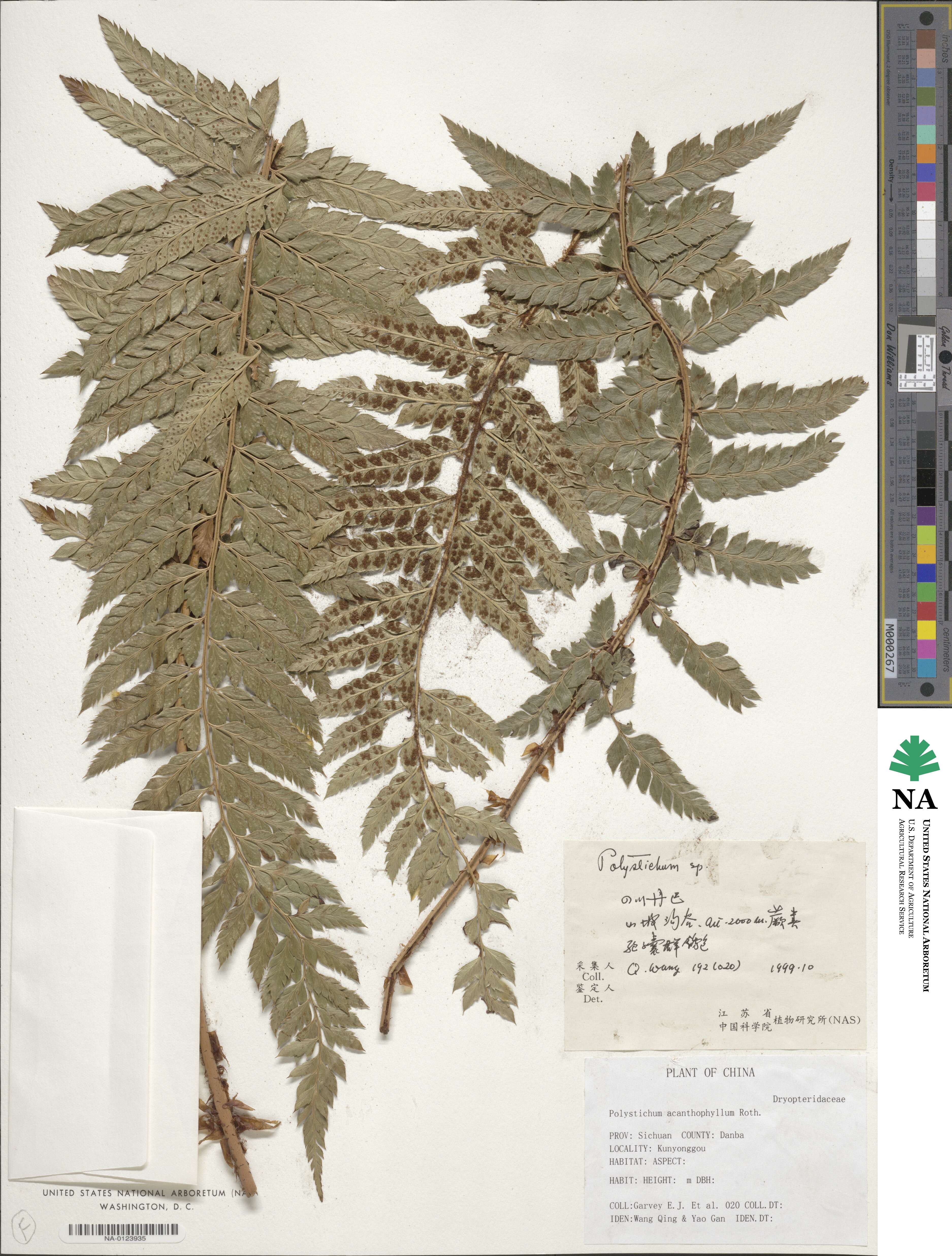 Polystichum acanthophyllum image