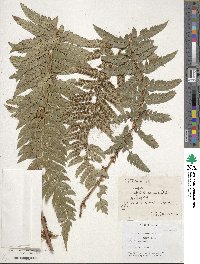 Image of Polystichum acanthophyllum