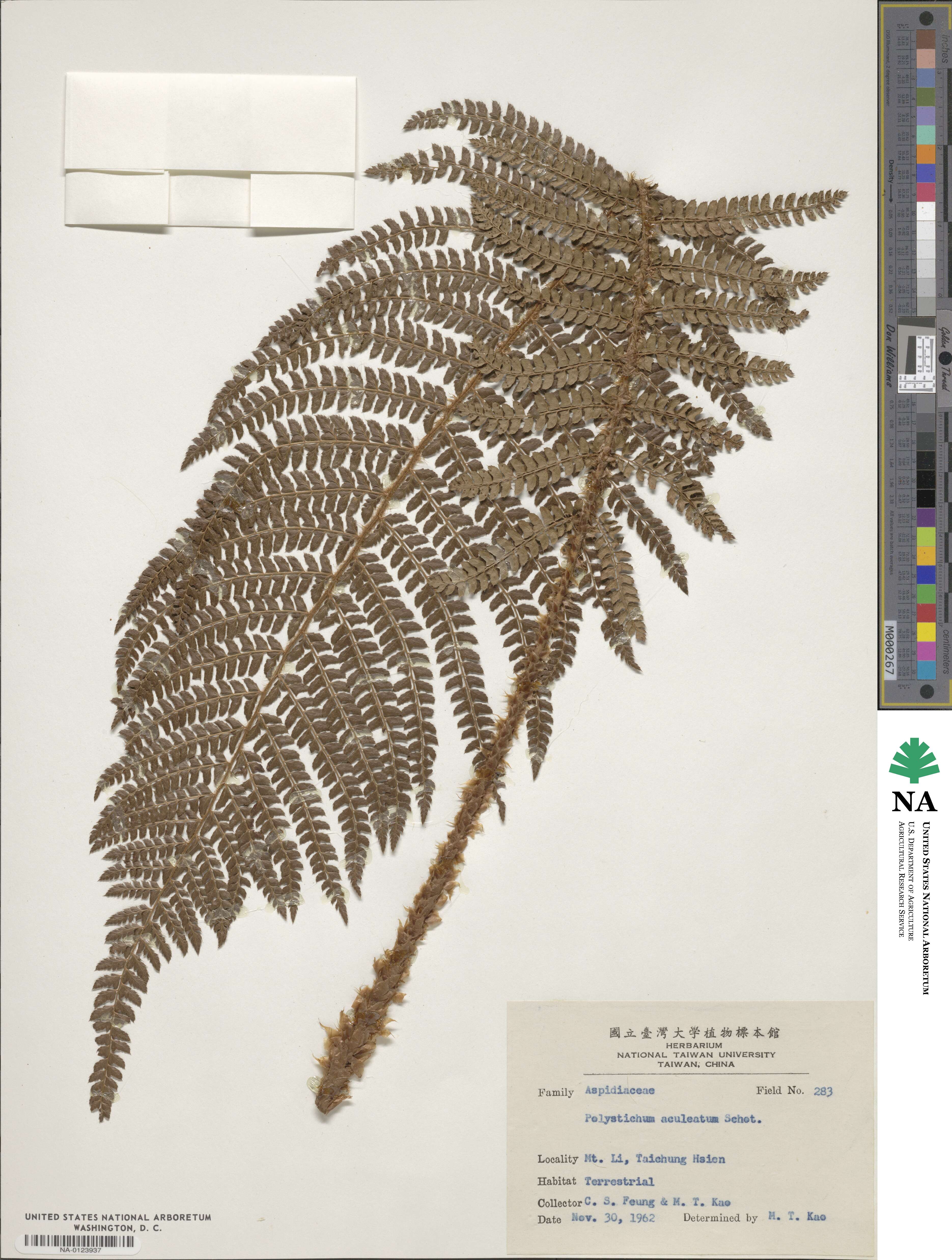 Polystichum aculeatum image