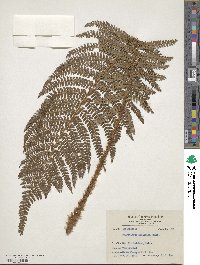 Polystichum aculeatum image