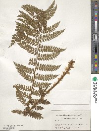 Polystichum braunii image