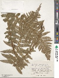 Polystichum braunii image