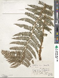 Polystichum braunii image